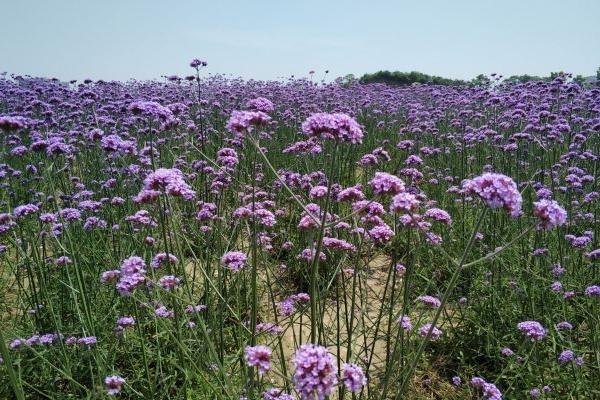 無錫雪浪山薰衣草花期2024 無錫雪浪山薰衣草門票價格