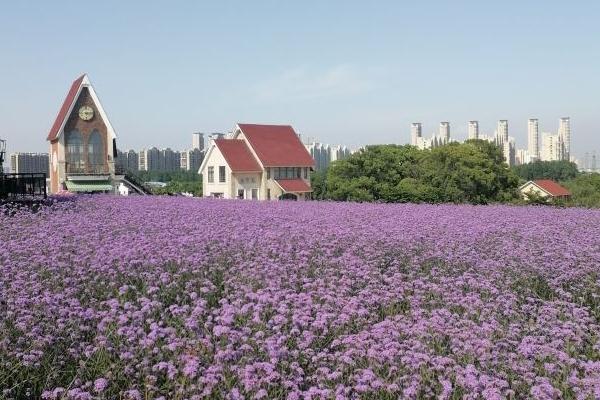 無錫雪浪山薰衣草花期2024 無錫雪浪山薰衣草門票價格