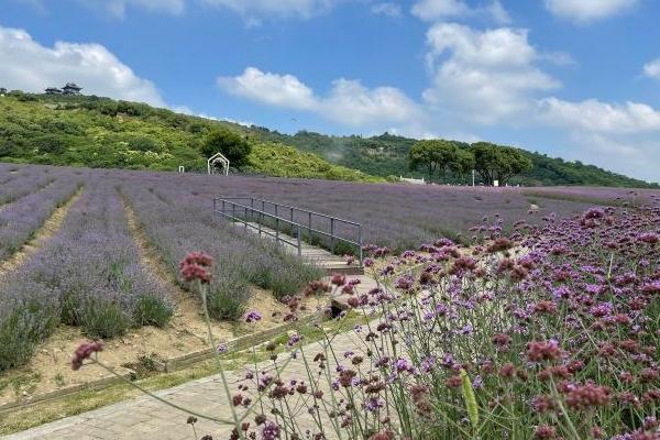 無錫雪浪山薰衣草花期2024 無錫雪浪山薰衣草門票價格