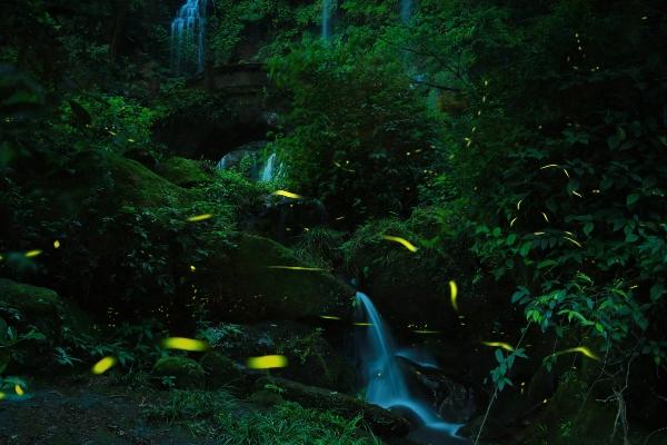 2024天臺(tái)山螢火蟲觀賞時(shí)間 天臺(tái)山螢火蟲最佳觀賞地點(diǎn)